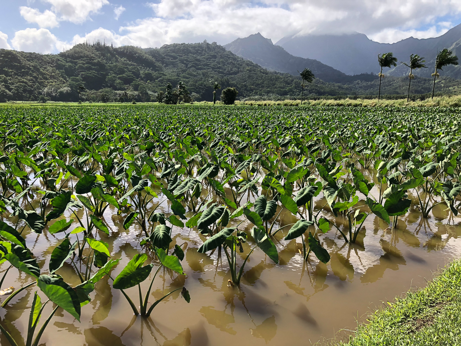 Hanalei Taro Farm Tour